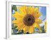 A Single Yellow Sunflower Blossom-null-Framed Photographic Print