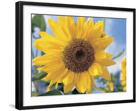 A Single Yellow Sunflower Blossom-null-Framed Photographic Print