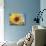 A Single Yellow Sunflower Blossom-null-Mounted Photographic Print displayed on a wall