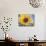 A Single Yellow Sunflower Blossom-null-Mounted Photographic Print displayed on a wall