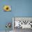 A Single Yellow Sunflower Blossom-null-Photographic Print displayed on a wall