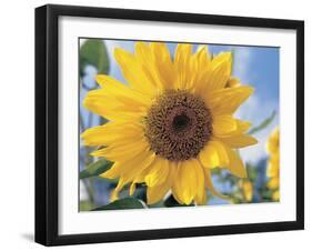 A Single Yellow Sunflower Blossom-null-Framed Photographic Print