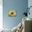 A Single Yellow Sunflower Blossom-null-Mounted Photographic Print displayed on a wall