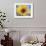 A Single Yellow Sunflower Blossom-null-Framed Photographic Print displayed on a wall