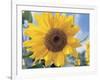 A Single Yellow Sunflower Blossom-null-Framed Photographic Print