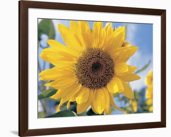 A Single Yellow Sunflower Blossom-null-Framed Photographic Print