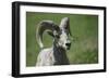 A six-year old Bighorn ram-Richard Wright-Framed Photographic Print
