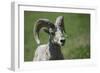 A six-year old Bighorn ram-Richard Wright-Framed Photographic Print