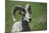 A six-year old Bighorn ram-Richard Wright-Mounted Photographic Print