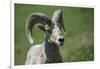 A six-year old Bighorn ram-Richard Wright-Framed Photographic Print