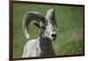 A six-year old Bighorn ram-Richard Wright-Framed Photographic Print