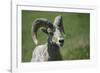 A six-year old Bighorn ram-Richard Wright-Framed Photographic Print