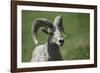 A six-year old Bighorn ram-Richard Wright-Framed Photographic Print