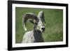 A six-year old Bighorn ram-Richard Wright-Framed Photographic Print