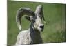 A six-year old Bighorn ram-Richard Wright-Mounted Photographic Print