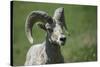 A six-year old Bighorn ram-Richard Wright-Stretched Canvas