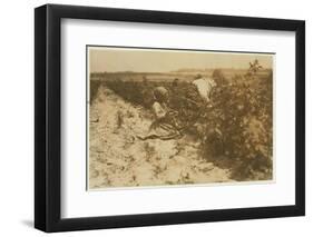 A Six Year Old Polish Girl Picking Berries All Day with Her Family (Scholtz) at Rock Creek Near Bal-Lewis Wickes Hine-Framed Photographic Print