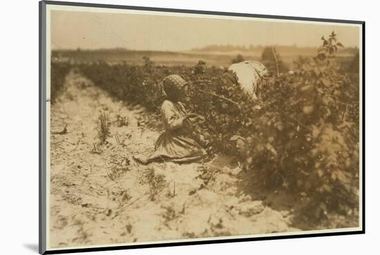 A Six Year Old Polish Girl Picking Berries All Day with Her Family (Scholtz) at Rock Creek Near Bal-Lewis Wickes Hine-Mounted Photographic Print