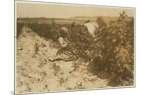 A Six Year Old Polish Girl Picking Berries All Day with Her Family (Scholtz) at Rock Creek Near Bal-Lewis Wickes Hine-Mounted Photographic Print