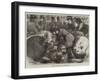 A Sketch at the Cattle-Show, Birmingham-Samuel John Carter-Framed Giclee Print