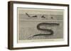 A Sketch of the Sea Serpent Lately Seen Off Galveston-null-Framed Giclee Print