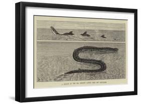 A Sketch of the Sea Serpent Lately Seen Off Galveston-null-Framed Giclee Print