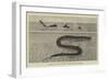 A Sketch of the Sea Serpent Lately Seen Off Galveston-null-Framed Giclee Print