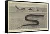 A Sketch of the Sea Serpent Lately Seen Off Galveston-null-Framed Stretched Canvas