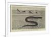 A Sketch of the Sea Serpent Lately Seen Off Galveston-null-Framed Giclee Print