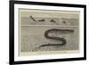 A Sketch of the Sea Serpent Lately Seen Off Galveston-null-Framed Giclee Print