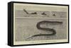 A Sketch of the Sea Serpent Lately Seen Off Galveston-null-Framed Stretched Canvas