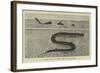 A Sketch of the Sea Serpent Lately Seen Off Galveston-null-Framed Giclee Print