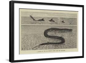 A Sketch of the Sea Serpent Lately Seen Off Galveston-null-Framed Giclee Print