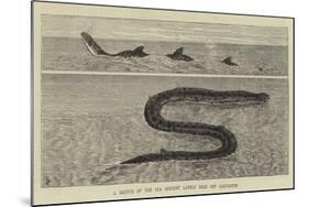 A Sketch of the Sea Serpent Lately Seen Off Galveston-null-Mounted Giclee Print