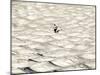 A Skier Makes His Way Down a Sea of Moguls at Sugarbush Ski Area-null-Mounted Photographic Print