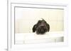 A Skinny Miniature Poodle Mix Dog In The Bathtub-Erik Kruthoff-Framed Photographic Print