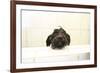 A Skinny Miniature Poodle Mix Dog In The Bathtub-Erik Kruthoff-Framed Photographic Print