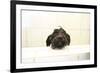 A Skinny Miniature Poodle Mix Dog In The Bathtub-Erik Kruthoff-Framed Photographic Print