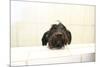 A Skinny Miniature Poodle Mix Dog In The Bathtub-Erik Kruthoff-Mounted Photographic Print