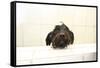 A Skinny Miniature Poodle Mix Dog In The Bathtub-Erik Kruthoff-Framed Stretched Canvas