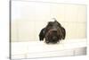 A Skinny Miniature Poodle Mix Dog In The Bathtub-Erik Kruthoff-Stretched Canvas