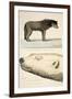 A Sledge Dog of the Arctic Highlander and the Head of a White Bear-Andrew Motz Skene-Framed Giclee Print