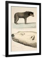 A Sledge Dog of the Arctic Highlander and the Head of a White Bear-Andrew Motz Skene-Framed Giclee Print