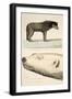 A Sledge Dog of the Arctic Highlander and the Head of a White Bear-Andrew Motz Skene-Framed Giclee Print