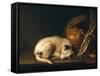 A Sleeping Dog with Terracotta Pot, 1650-Gerrit or Gerard Dou-Framed Stretched Canvas