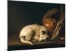 A Sleeping Dog with Terracotta Pot, 1650-Gerrit or Gerard Dou-Mounted Giclee Print