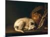 A Sleeping Dog with Terracotta Pot, 1650-Gerrit or Gerard Dou-Mounted Giclee Print