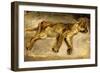 A Sleeping Lioness, C.1830-Eugene Delacroix-Framed Giclee Print