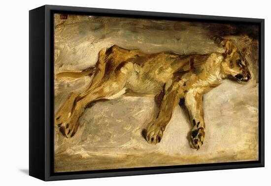 A Sleeping Lioness, C.1830-Eugene Delacroix-Framed Stretched Canvas