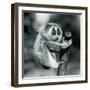 A Slender Loris holding on to the end of a branch, London Zoo, August 1926 (b/w photo)-Frederick William Bond-Framed Photographic Print